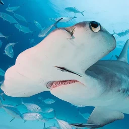 Symbol von The Hammerhead Shark